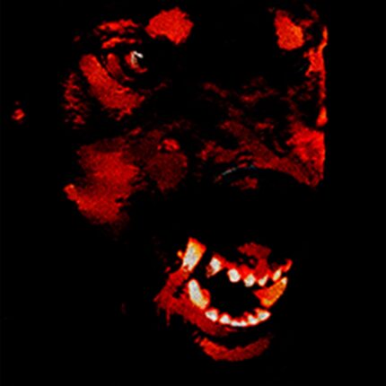 Canine